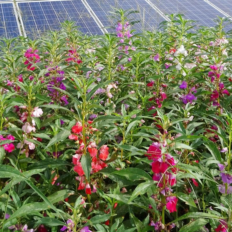 供应凤仙花种子,花期长,花色艳丽