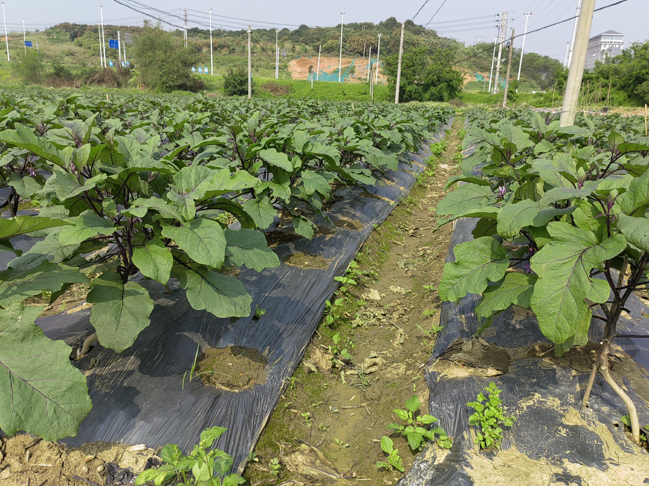 线茄子田间种植场景