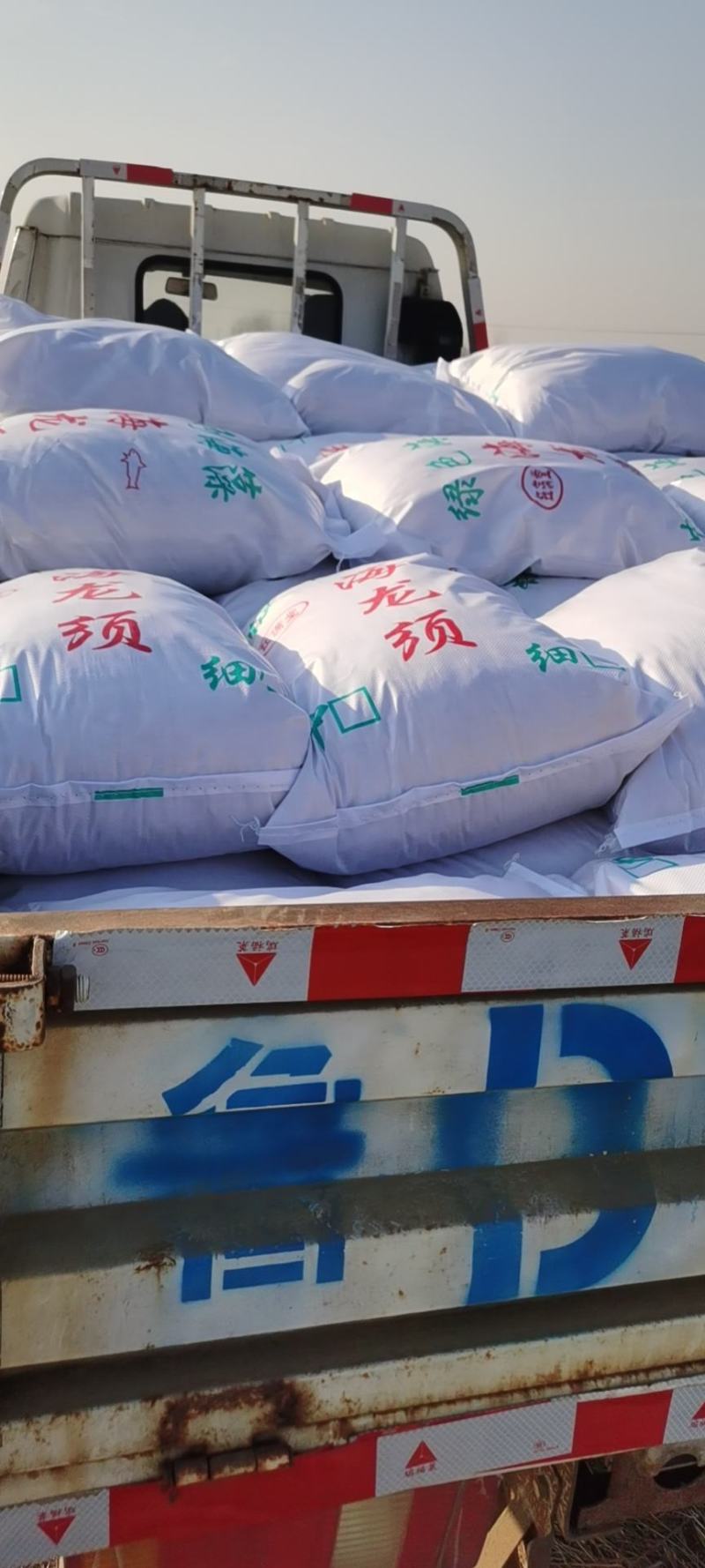 山东滕州优质龙须菜55斤产地发货