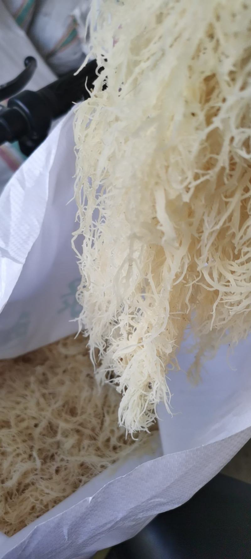 山东滕州优质龙须菜55斤产地发货