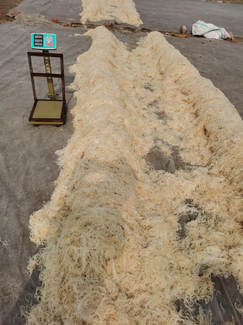山东滕州优质龙须菜55斤产地发货