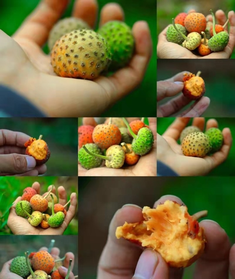 山荔枝苗野荔枝苗四照花果树苗鸡素果苗石枣苗