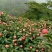 山荔枝苗野荔枝苗四照花果树苗鸡素果苗石枣苗