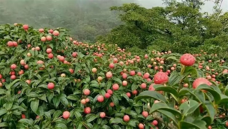山荔枝苗野荔枝苗四照花果树苗鸡素果苗石枣苗