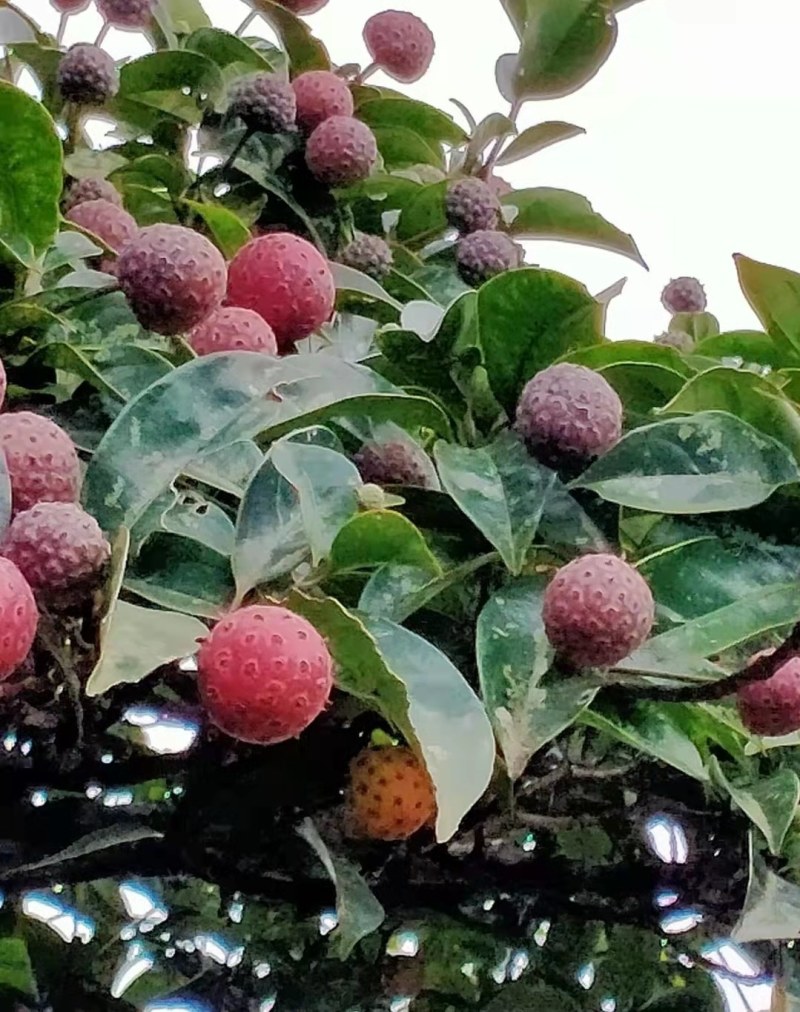 山荔枝苗野荔枝苗四照花果树苗鸡素果苗石枣苗