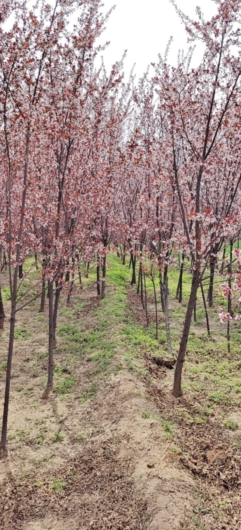 太阳李，3到5公分的，基地批发，大量供应，价位合理。