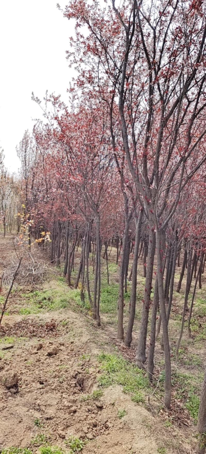 太阳李，3到5公分的，基地批发，大量供应，价位合理。