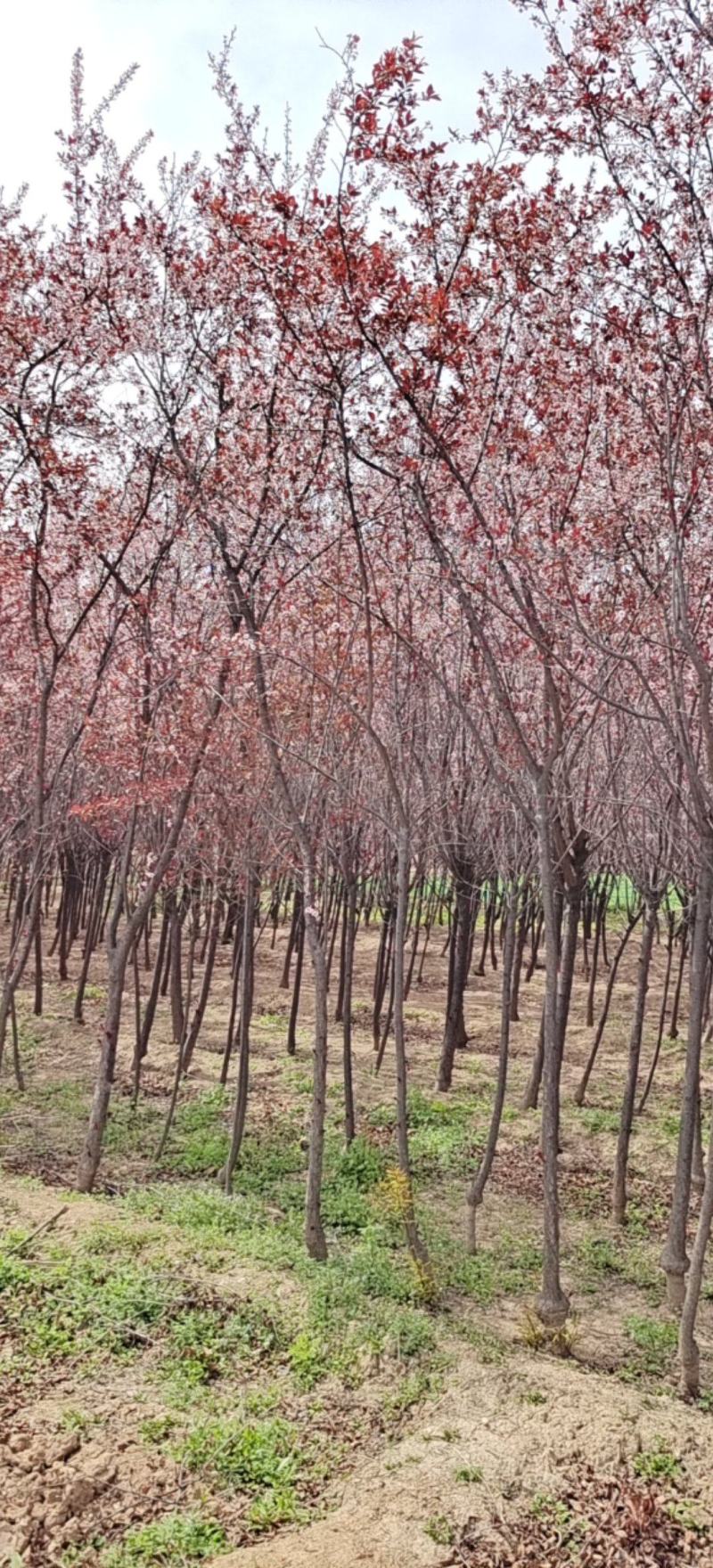 太阳李，3到5公分的，基地批发，大量供应，价位合理。