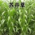 苏丹草种子养鱼，羊，牛等，营养丰富，适应性强