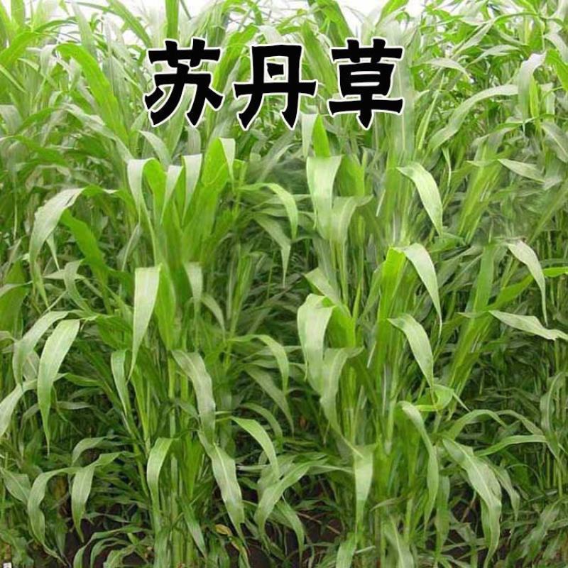 苏丹草种子养鱼，羊，牛等，营养丰富，适应性强