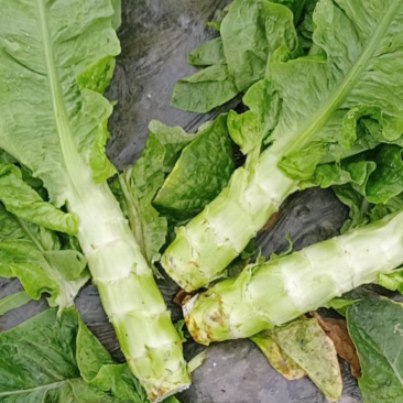 万亩红叶莴笋毛叶，净菜，杆子，削肉都可，大量上市啦