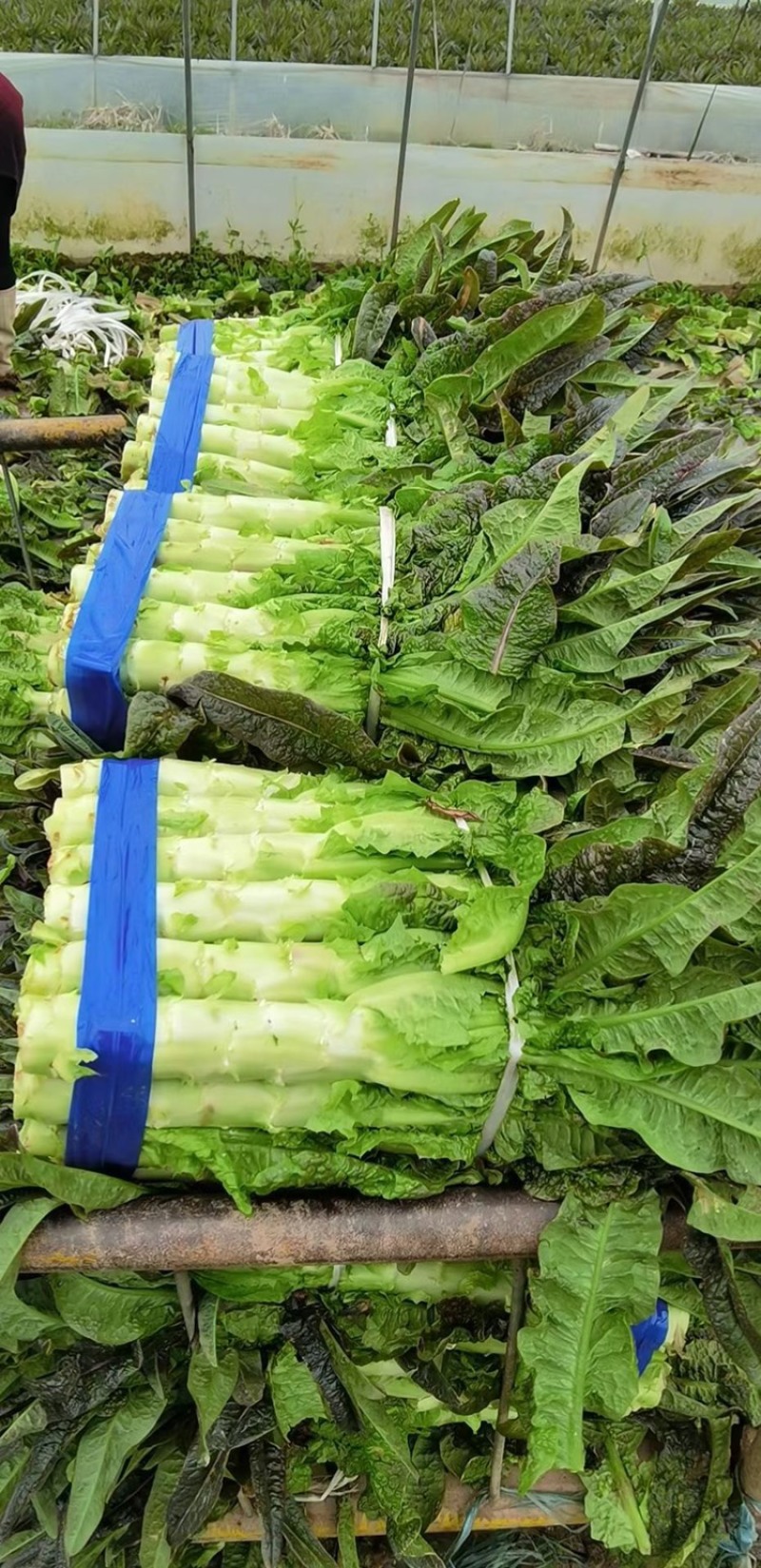 万亩红叶莴笋毛叶，净菜，杆子，削肉都可，大量上市啦