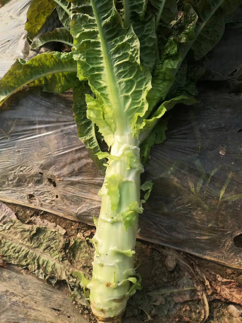 万亩红叶莴笋毛叶，净菜，杆子，削肉都可，大量上市啦