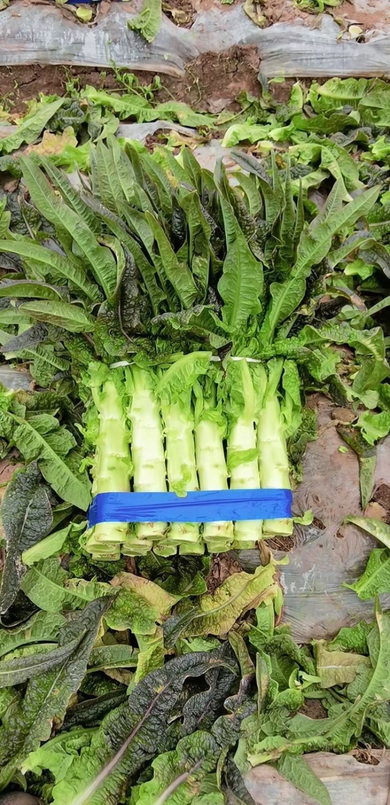 万亩红叶莴笋毛叶，净菜，杆子，削肉都可，大量上市啦