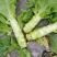 万亩红叶莴笋毛叶，净菜，杆子，削肉都可，大量上市啦