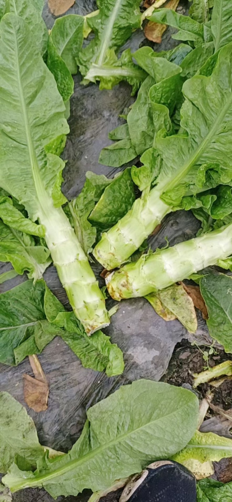 万亩红叶莴笋毛叶，净菜，杆子，削肉都可，大量上市啦