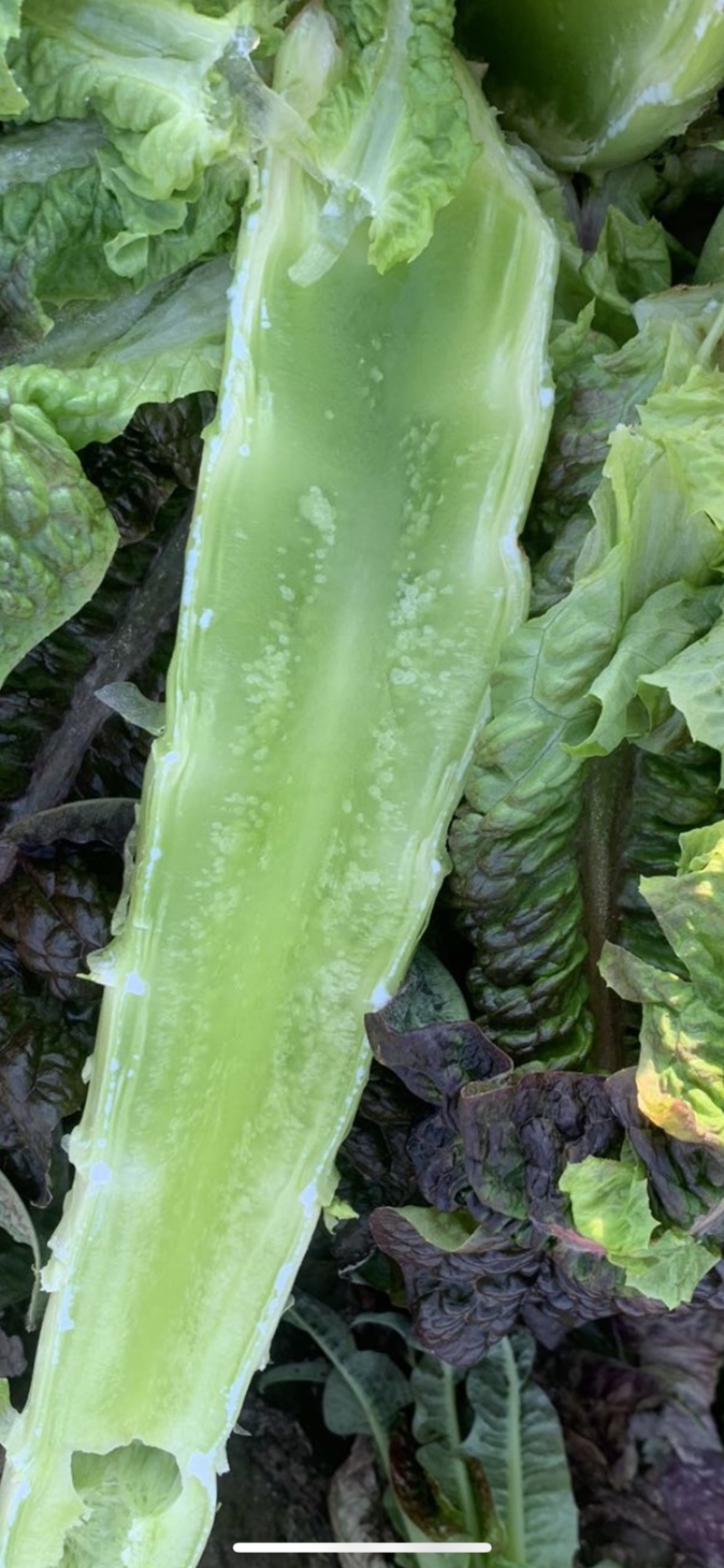 万亩红叶莴笋毛叶，净菜，杆子，削肉都可，大量上市啦