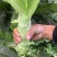 万亩红叶莴笋毛叶，净菜，杆子，削肉都可，大量上市啦
