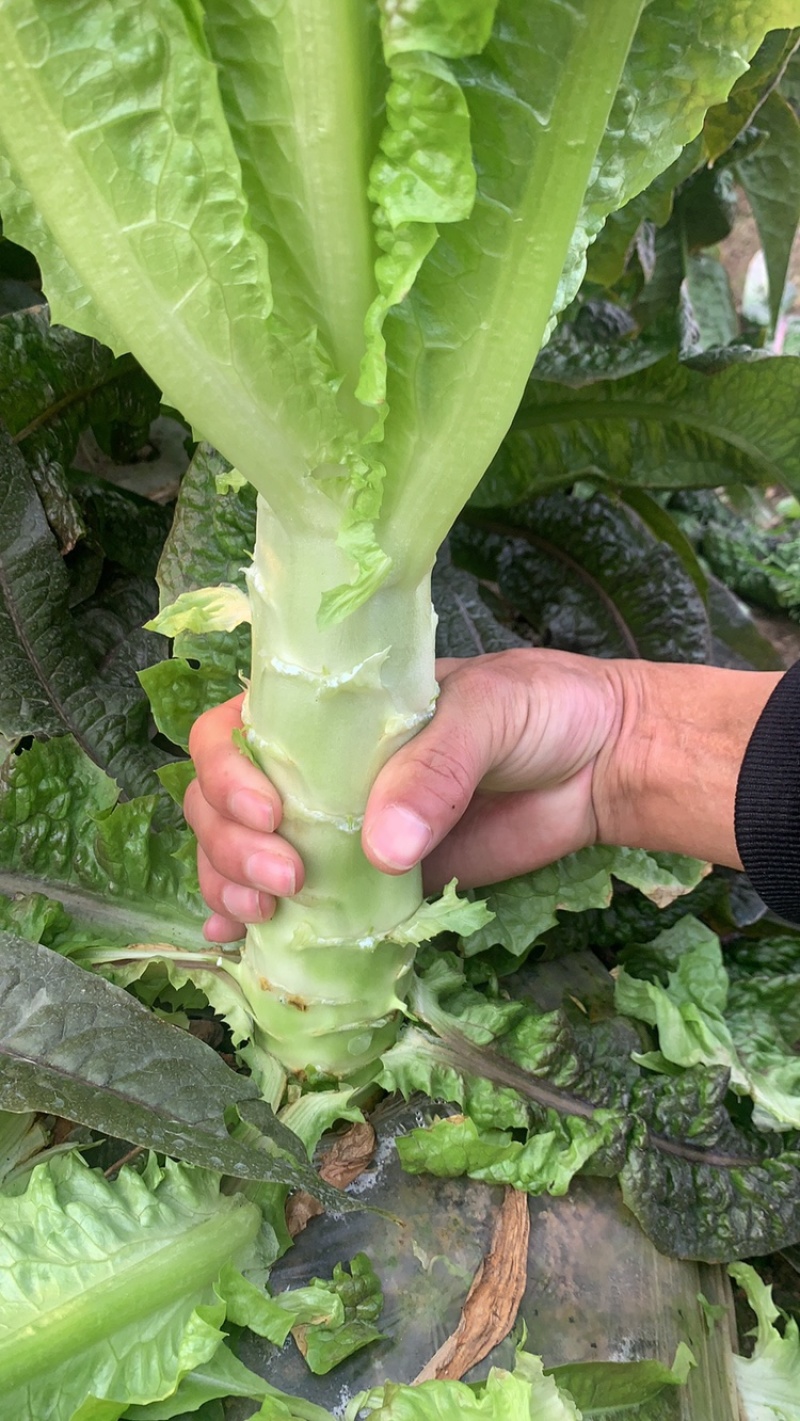 万亩红叶莴笋毛叶，净菜，杆子，削肉都可，大量上市啦