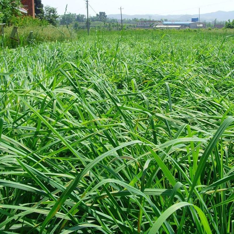 耐阴草(鸭茅)别名果园草、林下草，有鸭茅种子大
