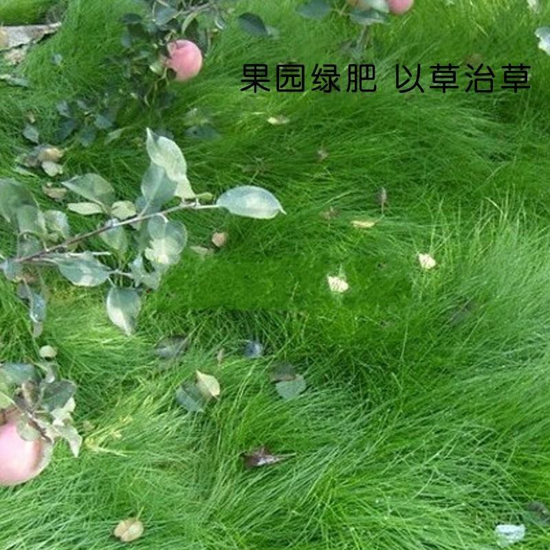 鼠茅草是果园茶园的优质绿肥品种，一件代发