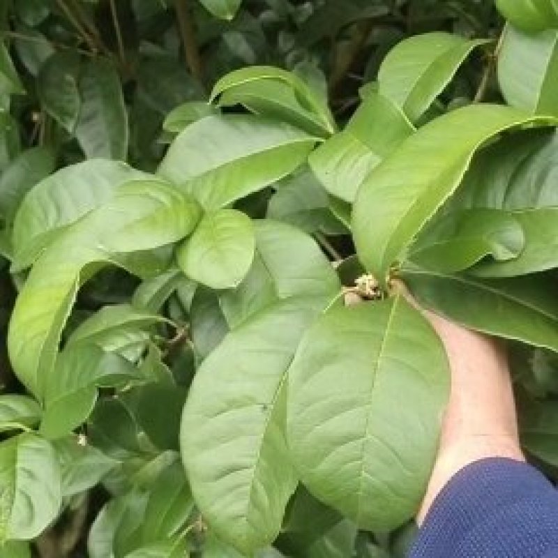 5公分四季桂（月月桂），基地直供，树型优美，常年大量供应