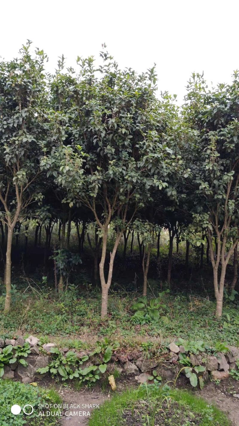 5公分四季桂（月月桂），基地直供，树型优美，常年大量供应