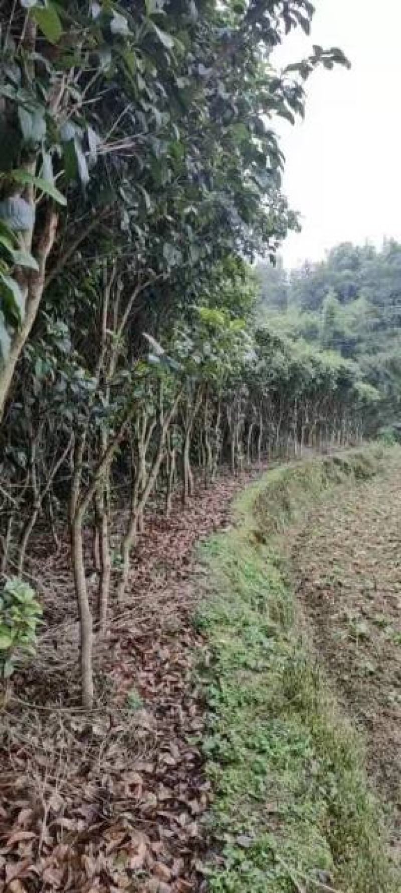 5公分四季桂（月月桂），基地直供，树型优美，常年大量供应
