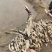 白洋淀古代红莲荷花种苗深水种苗精品种苗。