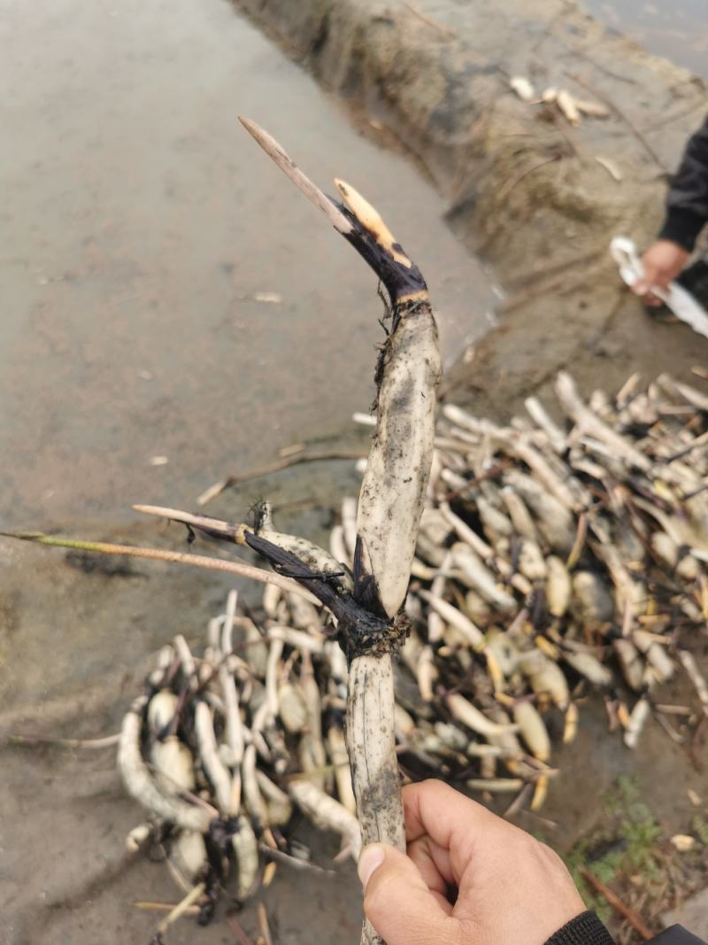 白洋淀古代红莲荷花种苗深水种苗精品种苗。