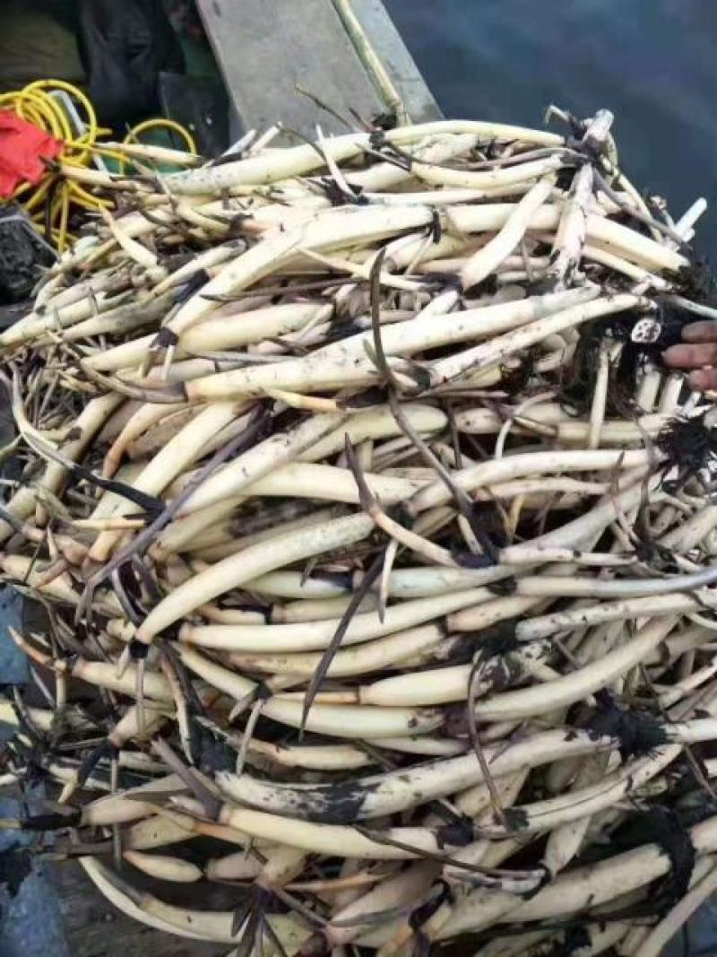 白洋淀古代红莲荷花种苗深水种苗精品种苗。