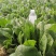 大叶菠菜