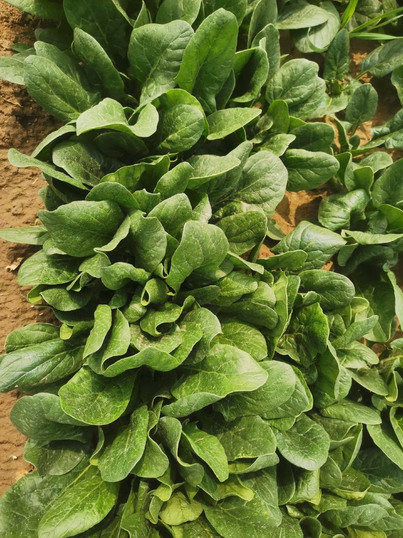 大叶菠菜