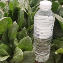 大叶菠菜