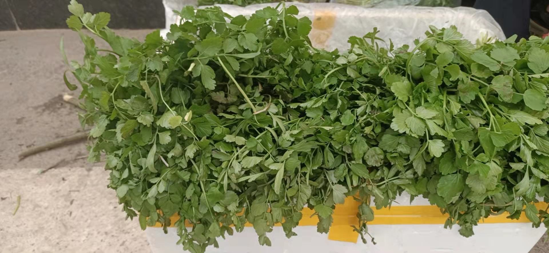 一个农贸市场摊位实景照片,篮子里整齐码放着新鲜的水芹菜,茎部带泥,顶部绿叶鲜亮,旁边有手写价签标明‘水芹菜 8元/斤’,背景可见其他绿叶蔬菜 市场摊位上的水芹菜展示