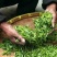 【推荐】云南早春绿茶春毛尖原产地自家茶园品质保证