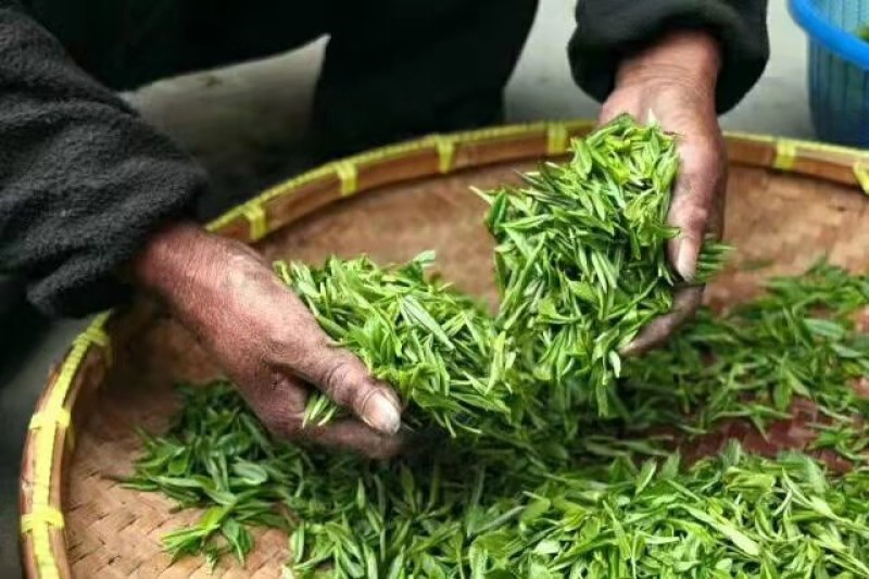 【推荐】云南早春绿茶春毛尖原产地自家茶园品质保证