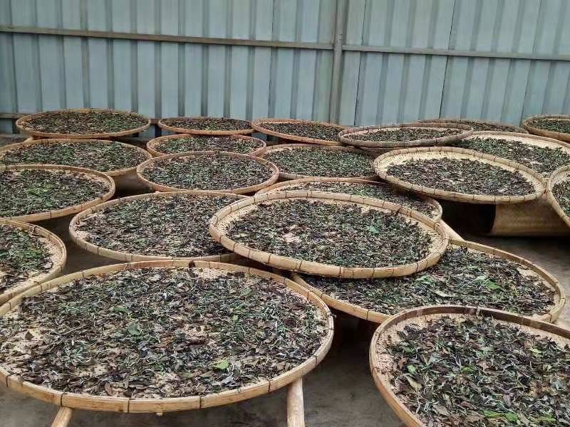 【推荐】云南早春绿茶春毛尖原产地自家茶园品质保证