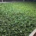 【推荐】云南早春绿茶春毛尖原产地自家茶园品质保证