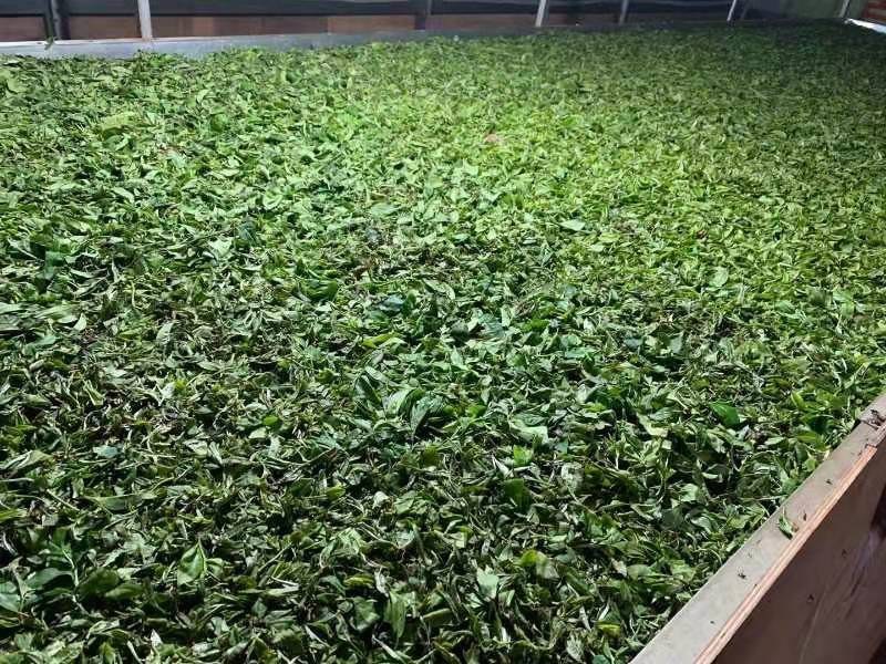 【推荐】云南早春绿茶春毛尖原产地自家茶园品质保证