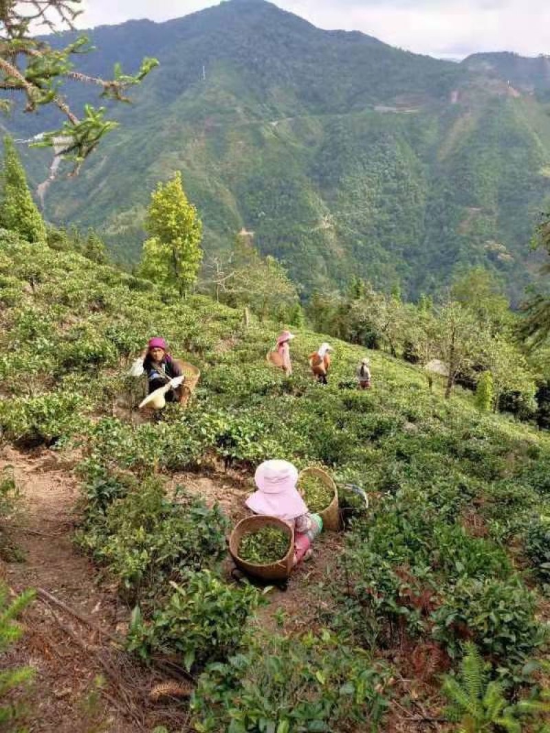 【推荐】云南早春绿茶春毛尖原产地自家茶园品质保证