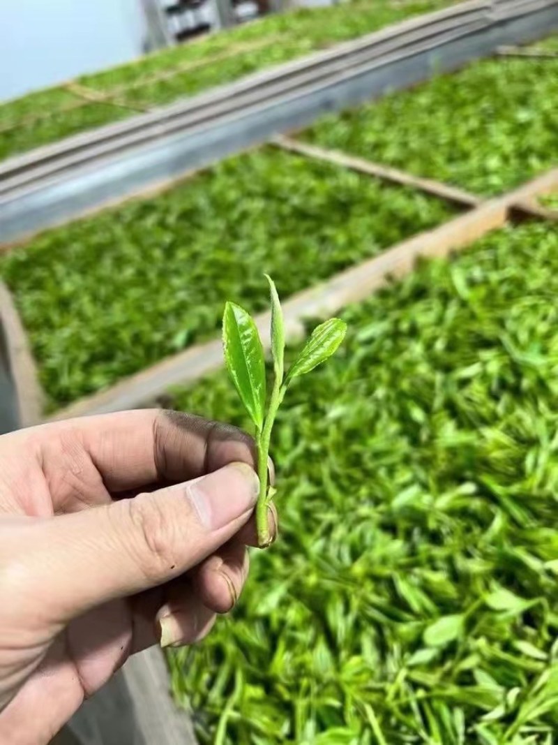 【推荐】云南早春绿茶春毛尖原产地自家茶园品质保证