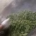 【推荐】云南早春绿茶春毛尖原产地自家茶园品质保证