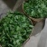【推荐】云南早春绿茶春毛尖原产地自家茶园品质保证