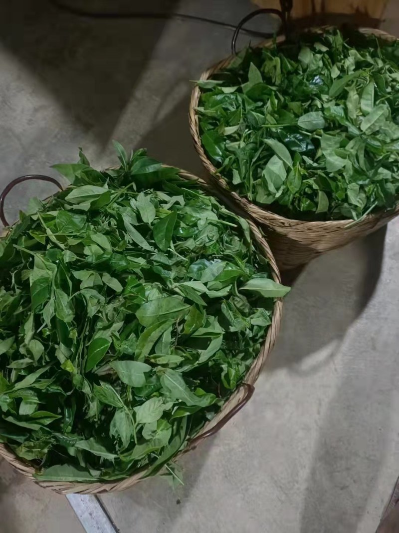 【推荐】云南早春绿茶春毛尖原产地自家茶园品质保证