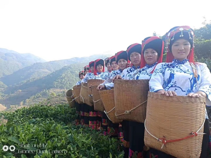 【推荐】云南早春绿茶春毛尖原产地自家茶园品质保证