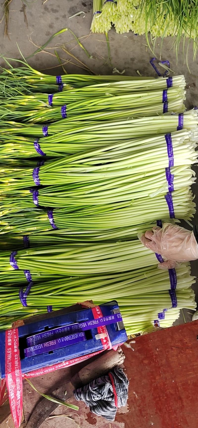 蒜薹