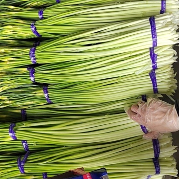 蒜薹