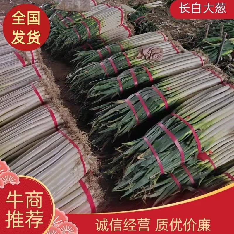 河北邯郸大葱，铁杆大葱，对接批发货源充足量大从优