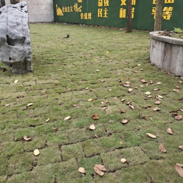 马尼拉草皮工程货
